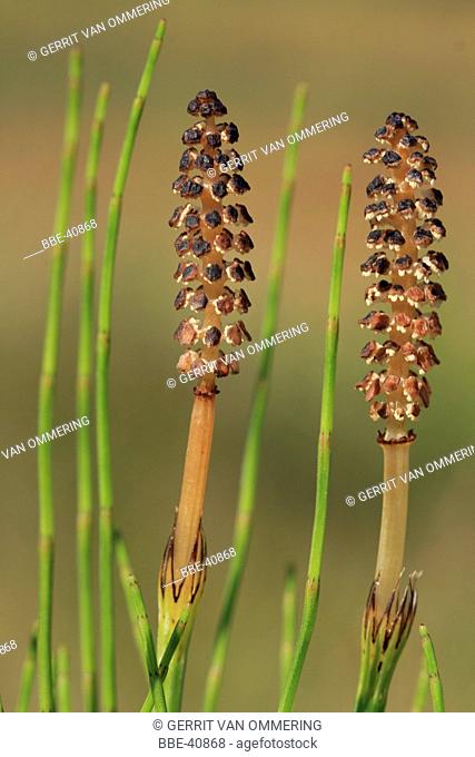 Marsh horsetail (Equisetum palustre)