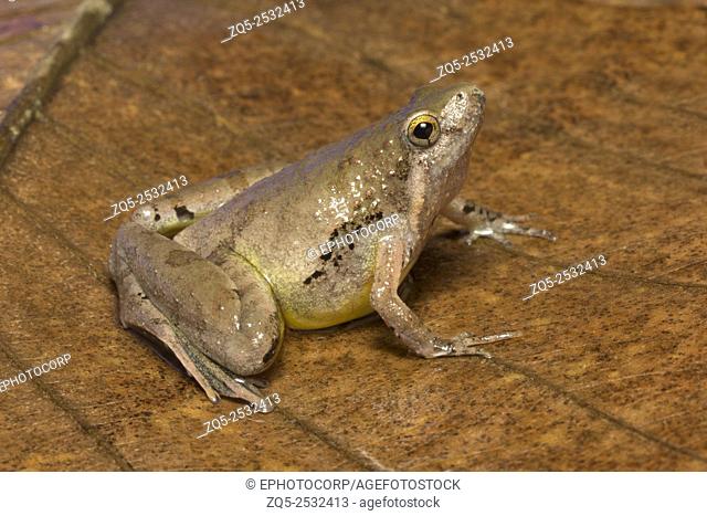Frog, Microhyla sp, Microhylidae, Trishna, Tripura , India