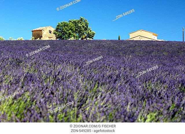 Anbau von Lavendel, Plateau de Valensole, Provence, Frankreich / Lavender field, Plateau de Valensole, Provence, France