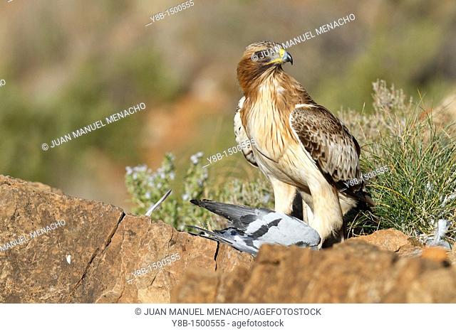 Booted eagle hieraaetus pennatus adult, hunting  Spain