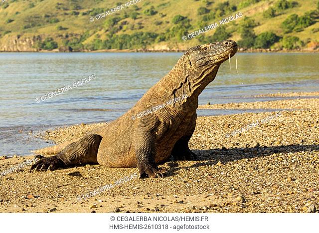 Indonesia, East Nusa Tenggara, Komodo Island, Komodo National Park listed as World Heritage by UNESCO, Komodo Dragon (Varanus komodoensis) with toxic saliva...