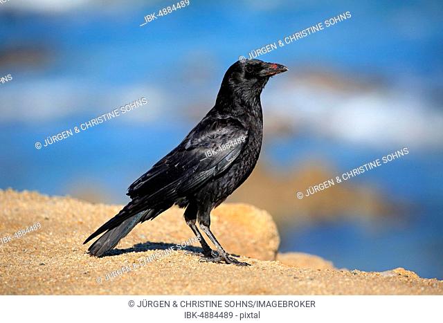 American Crow (Corvus brachyrhynchos), adult on rocks, California, North America, USA