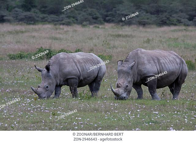 White Rhinos feeding, Lake Nakuru