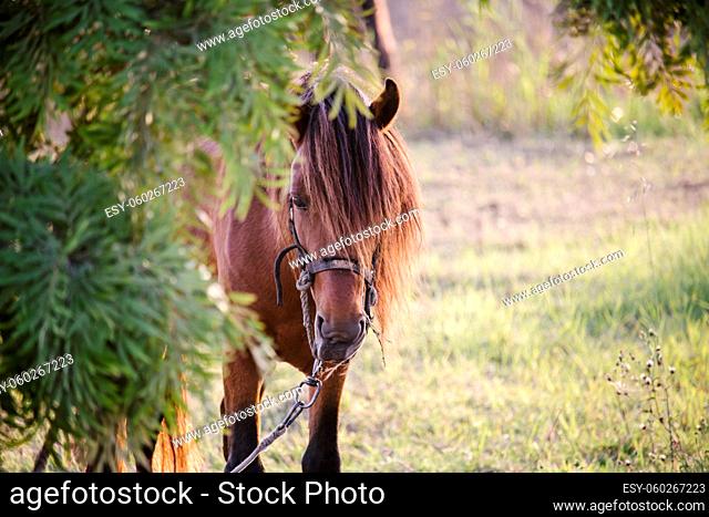 Horizontal photo of a gentle brown horse with long mane and bridle, peeking through the vegetation. With copy space available
