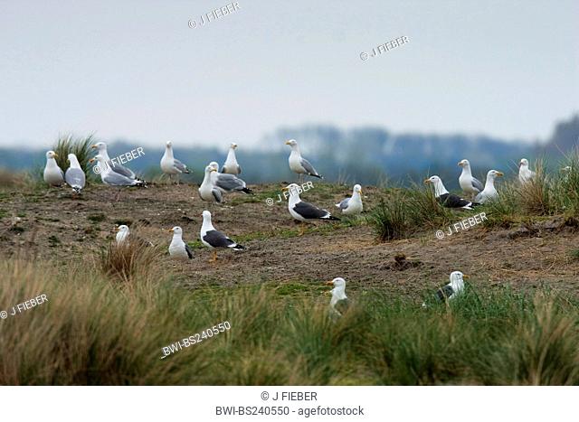 herring gull Larus argentatus, group resting in dunes, Netherlands, Texel