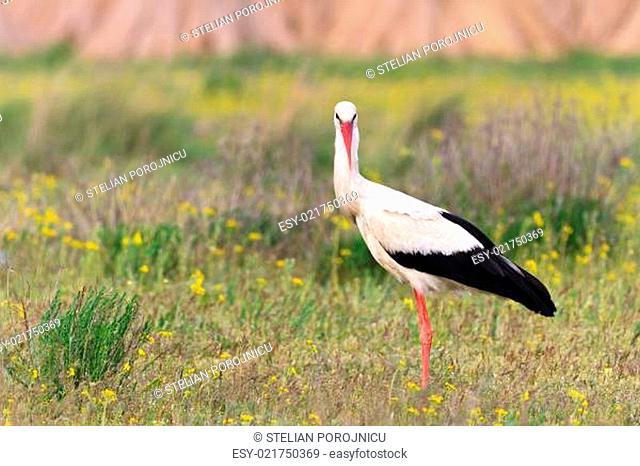 white stork (ciconia ciconia)