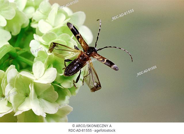 Longhorn Beetle, Anaglyptus mysticus