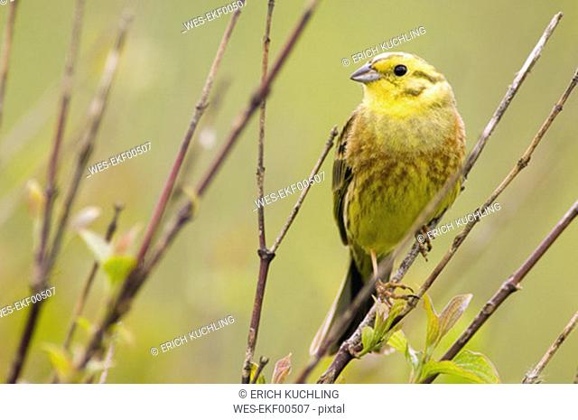 Yellowhammer on branch, close-up