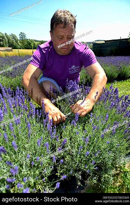 Open Day at the lavender growing and processing eco-farm in Strani, Uherske Hradiste Region, on July 8, 2023. Pictured is the owner of the lavender farm Radek...