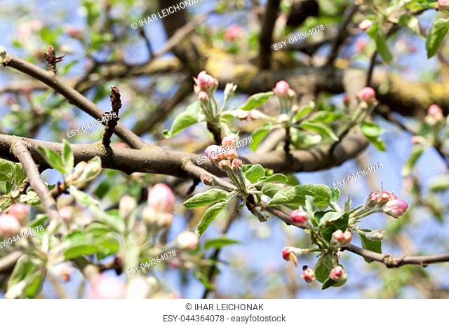 beautiful red flowers and closed buds with red petals of an apple tree fruit tree, closeup