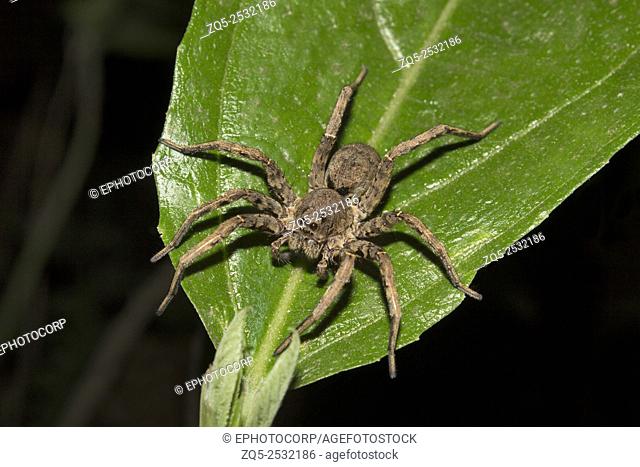 Wolf spider, Lycosa sp, Lycosidae, Aarey milk colony Mumbai , India