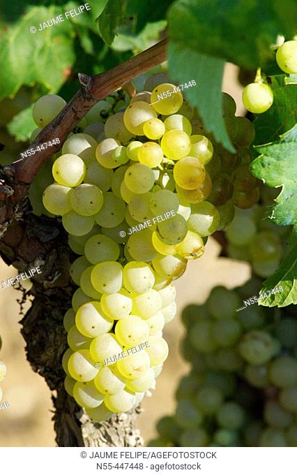 White grapes (Vitis vinifera). Vilafranca del Penedès, Alt Penedès. Barcelona province, Catalonia, Spain