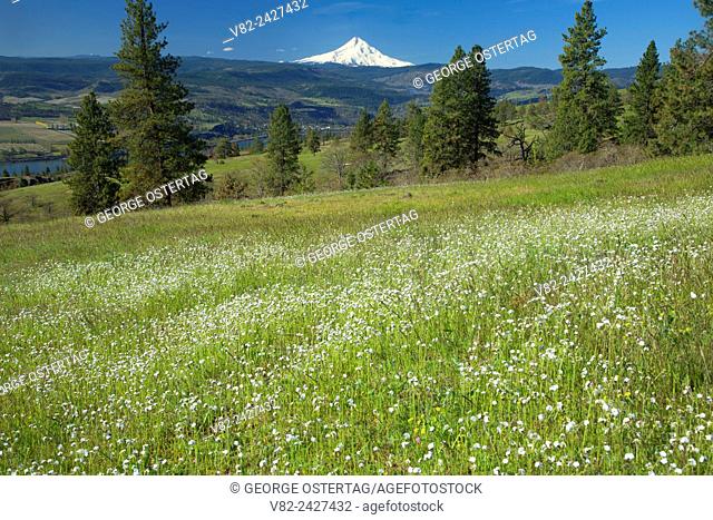 Popcorn flowers to Mount Hood, Catherine Creek Day Use Area, Columbia River Gorge National Scenic Area, Washington