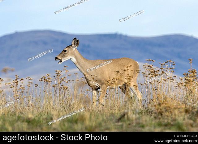 A white tail deer stands on a hilltop grazing on grass at the national elk and bison range in Montana
