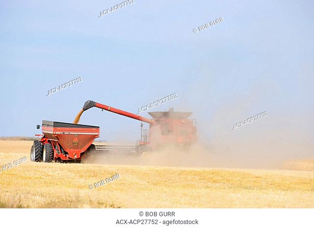 Augering Grain. Large Wagons are used that allow the combines to empty their hopper boxes. Often the wagons run along side the combines and the grain is augered...