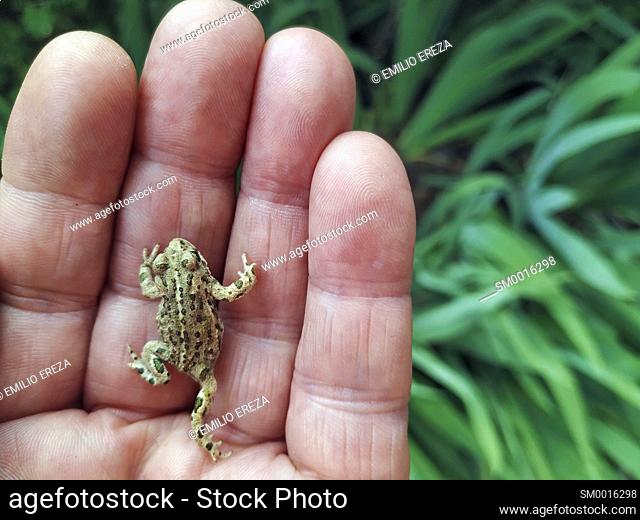Natterjack toad. Epidalea calamita former Bufo calamita
