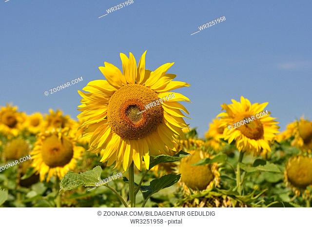 Sonnenblumenfeld, Sonnenblume blühend, mit blauem Himmel