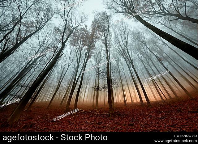 Foggy forest in the autumn