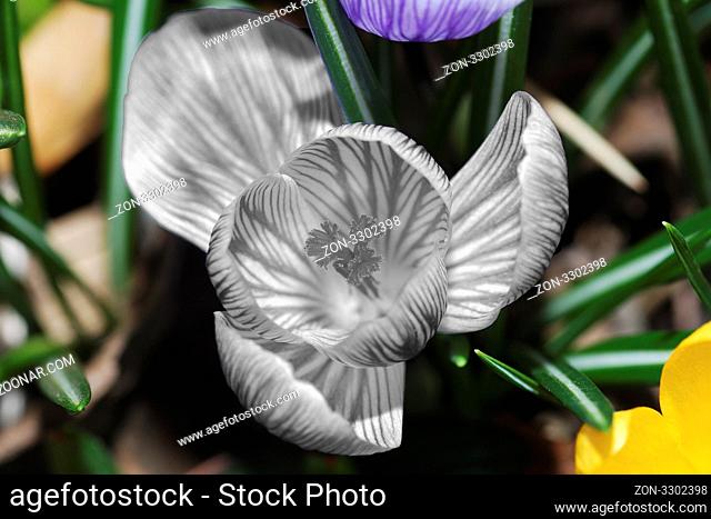 grossansicht einer lila weissen blume krokus fotomontage