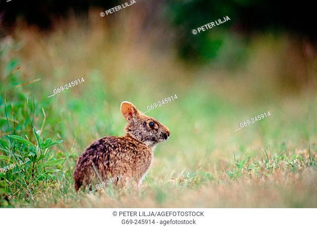A marsh rabbit (Sylvilagus Palustris). Everglades. Florida. U.S.A
