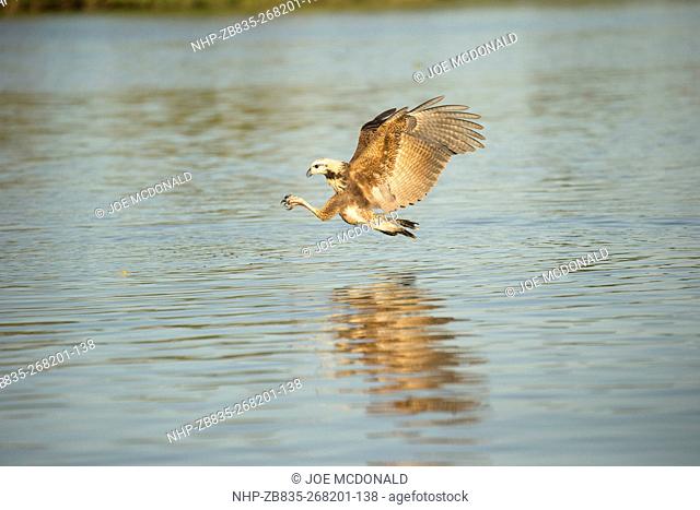 Black-collared Hawk, Busarellus nigricollis, adult fishing and diving for fish along river, Matto Grosso, Pantanal, Brazil, South America