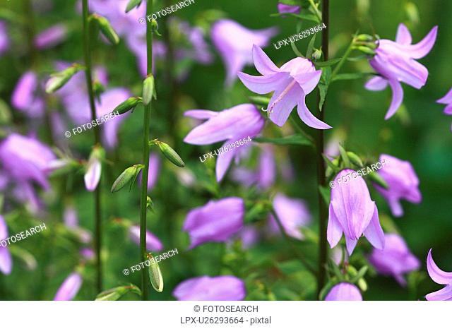 Canterbury bell flowers, close up, differential focus