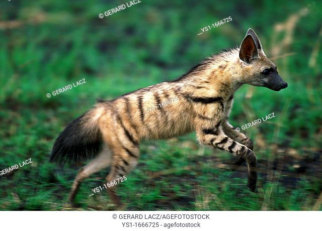 Aardwolf, proteles cristatus, Adult running