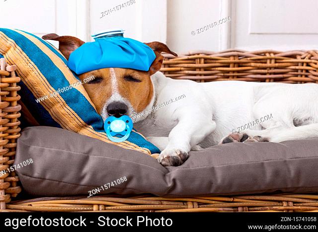 sick and ill jack russell dog resting having a siesta upside down on his bed with his teddy bear,  tired and sleepy