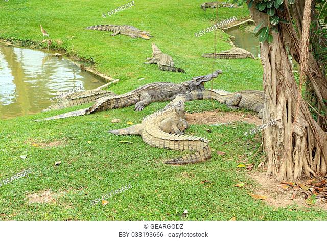 Crocodile resting on the grass near the pond