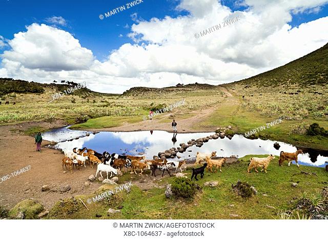 Goat and horse herd tended by oromo children near Kotera Plain  The Bale Mountains NP is known for one of the last populations of the Ethiopian Wolf canis...