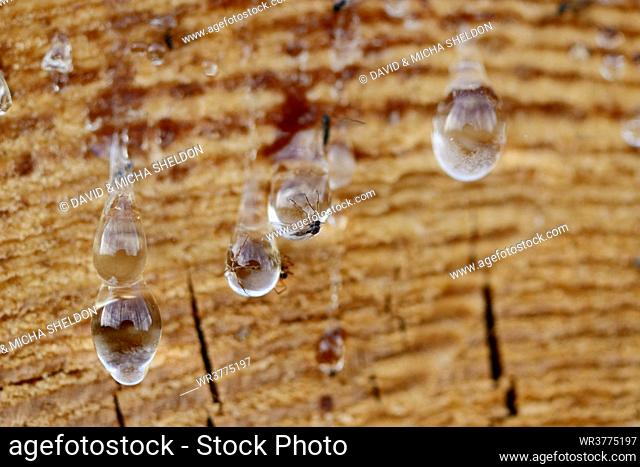 Close-up of resin drops of a Scot's pine