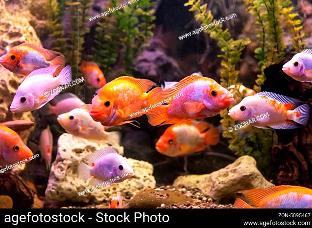 Tropical freshwater aquarium with big red fish