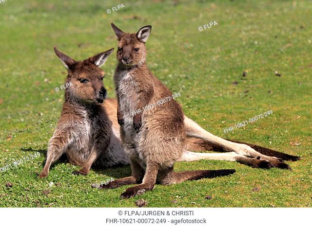 Kangaroo Island Kangaroo Macropus fuliginosus fuliginosus adult female with young, resting on short grass, Kangaroo Island, South Australia, Australia