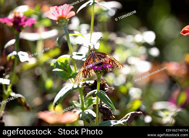 Gulf fritillary butterfly (Agraulis vanillae) on a pink flower