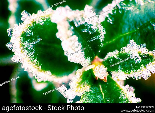 Ice plant. The ice crystals appeared on the green leaves because of an Unexpected frost. Photo of the Rime with the use of ultra zoom