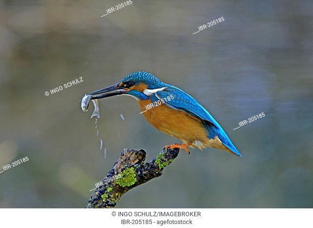 Kingfisher, acedo atthis, germany