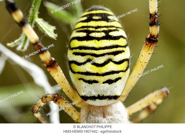 France, Morbihan, Araneae, Araneidae, Wasp spider (Argiope bruennichi), Closeup of the female abdomen