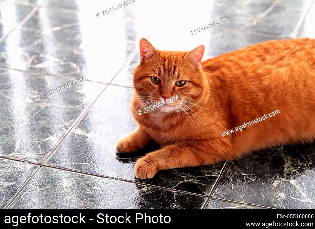 Beautiful furry cat on the marble tile