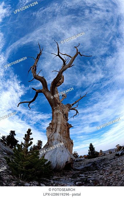 Single Bristlecone pine tree against blue evening sky, Bristlecone Pine Forest, Sierra Nevada