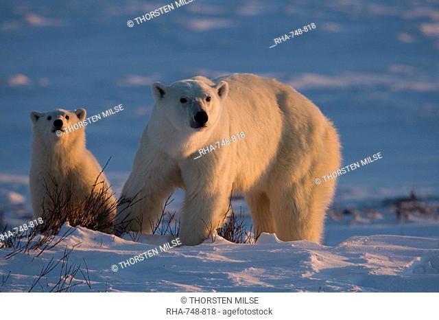 Polar bears Ursus maritimus, Churchill, Hudson Bay, Manitoba, Canada, North America