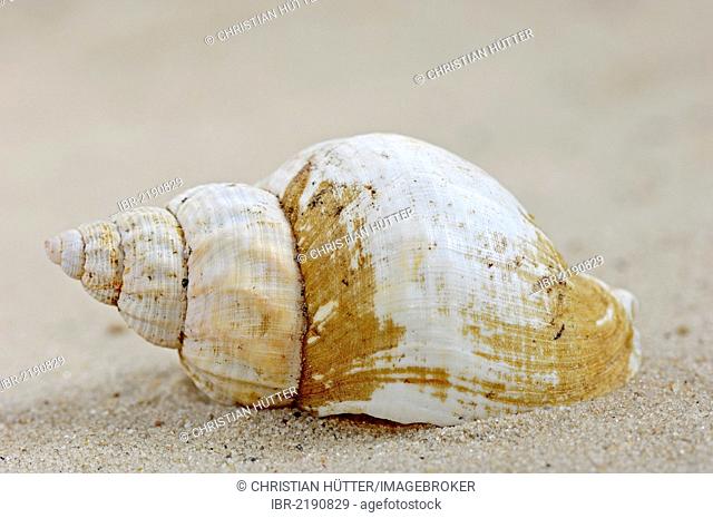 Shell of the Common Whelk (Buccinum undatum), Netherlands, Europe
