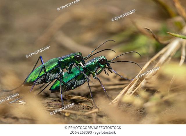 Tiger beetle mating, Kas Plateau, Satara, Maharashtra, India