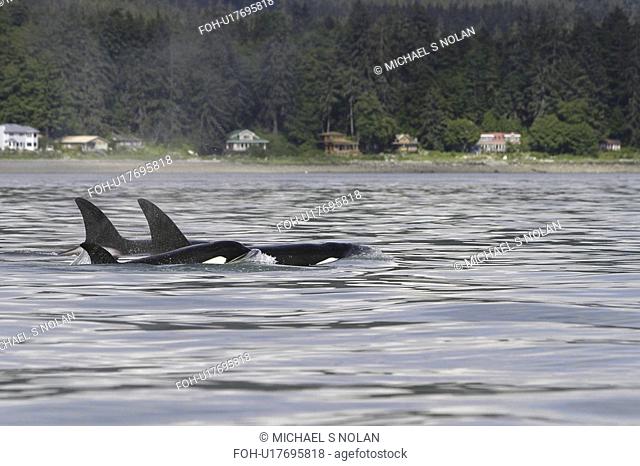 Resident Orca Orcinus orca - also called Killer Whales - in tight pod formation in Stephen's Passage, Southeast Alaska, USA. Pacific Ocean