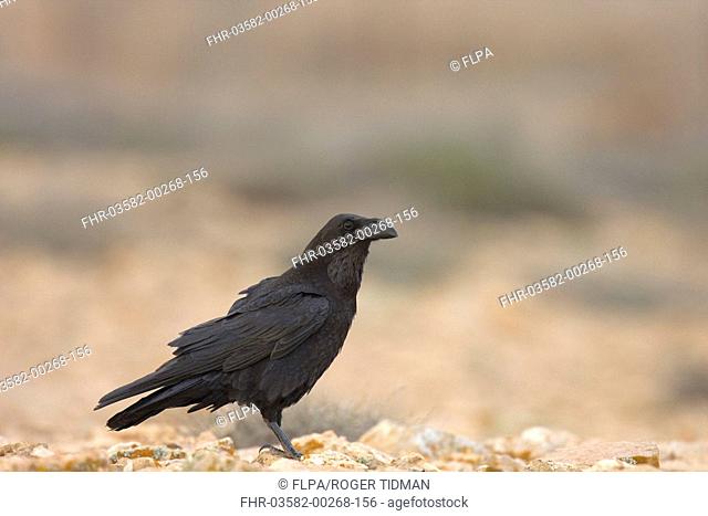 Canary Islands Raven Corvus corax tingitanus adult, standing on ground, Fuerteventura, Canary Islands