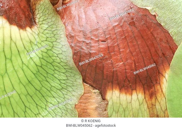 Stag's Horn Fern, Stags Horn Fern, Staghorn fern Platycerium alcicorne, niche leaves
