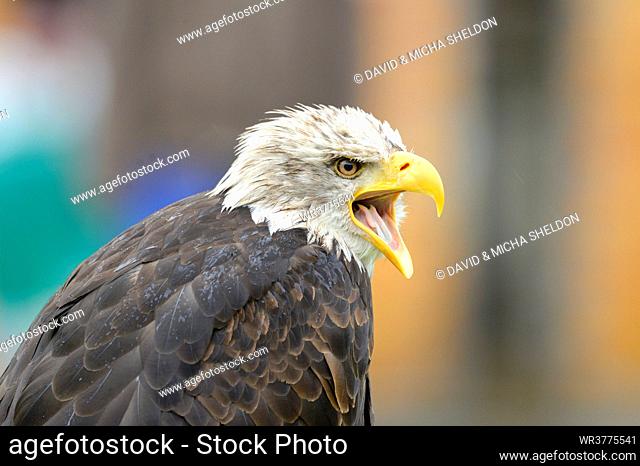 Bald Eagle (Haliaeetus leucocephalus), close-up