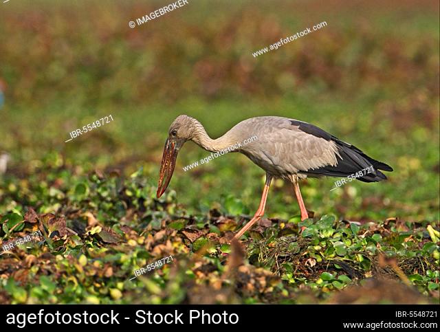 Asian Open-billed Stork (Anastomus oscitans) adult, foraging amongst Water Hyacinth (Eichhornia sp.) in marsh, Dibru-Saikhowa N. P. Assam, India, Asia