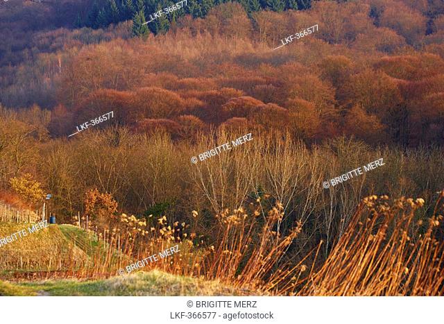 Forest at the Totenkopf, late autumn, Kaiserstuhl, Baden Wuerttemberg, Germany, Europe
