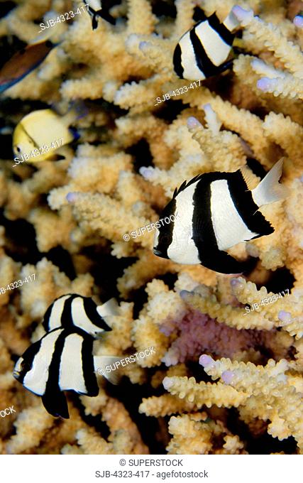 Humbug Dascyllus Amid Staghorn Coral