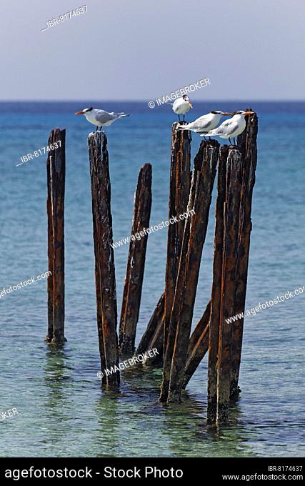 Royal tern (Thalasseus maximus), four sitting on rusted iron struts in lagoon, hotel, bungalow complex, Maria la Gorda, Pinar del Rio Province, Cuba, Caribbean